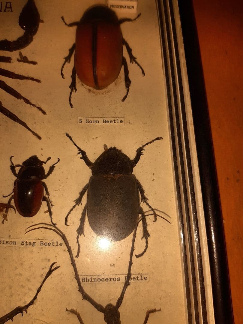 虫標本　ヘラクレスカブトムシ　スコーピオン　etc