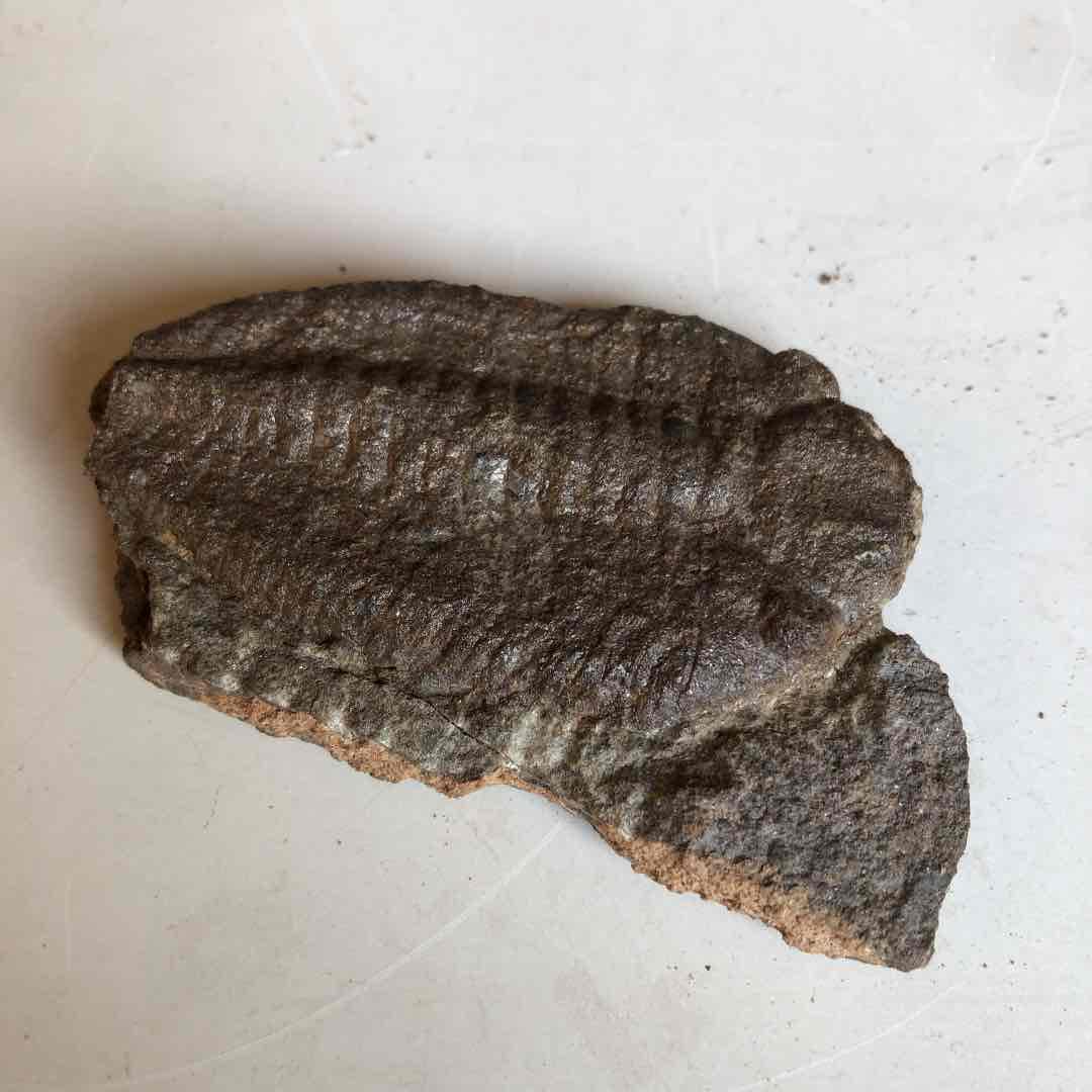 三葉虫化石　モロッコ産　現在輸出禁止になりました