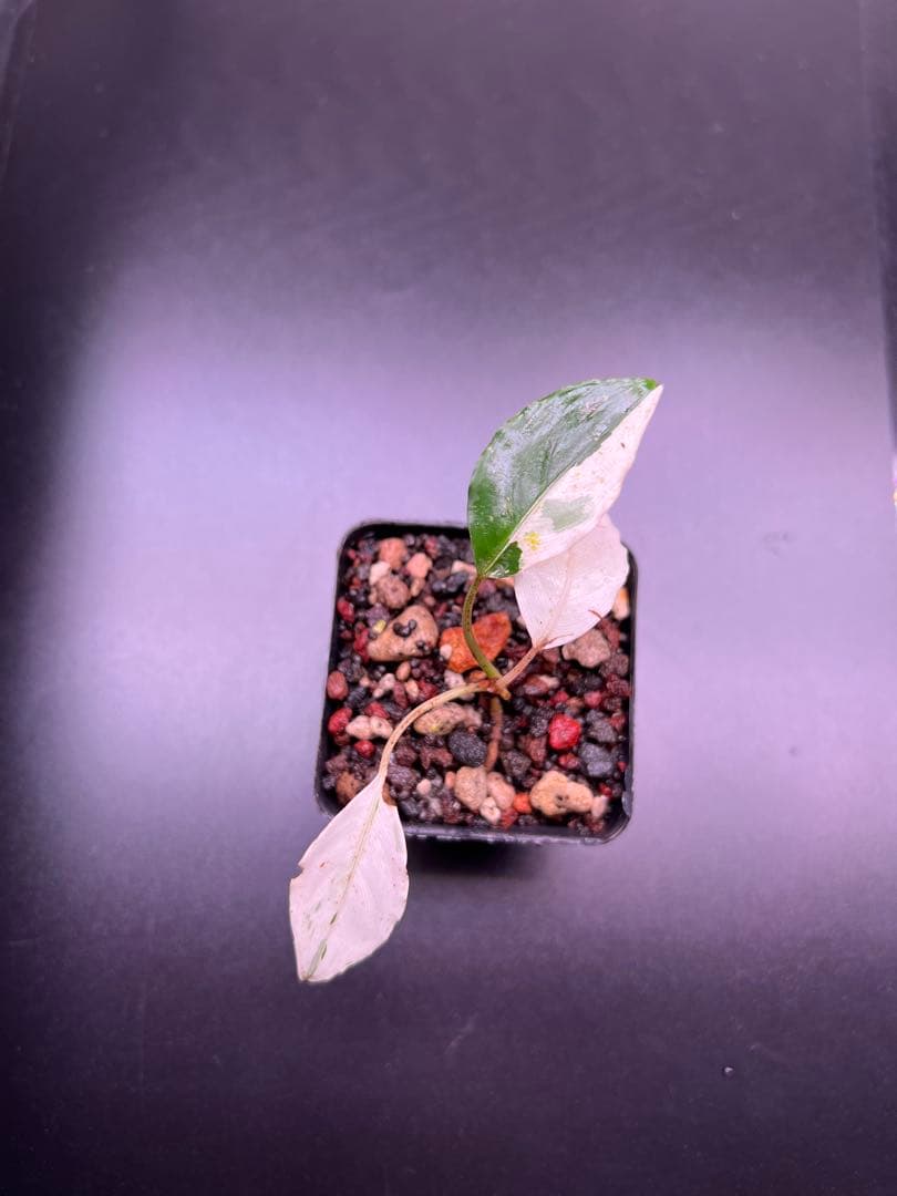 C*❗様 セファランドラ（斑入り株）Bucephalandra Pipto