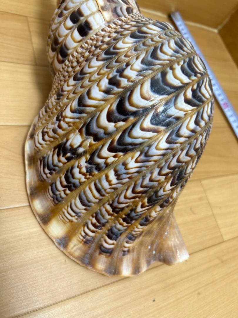 法螺貝　ホラガイ　36cm