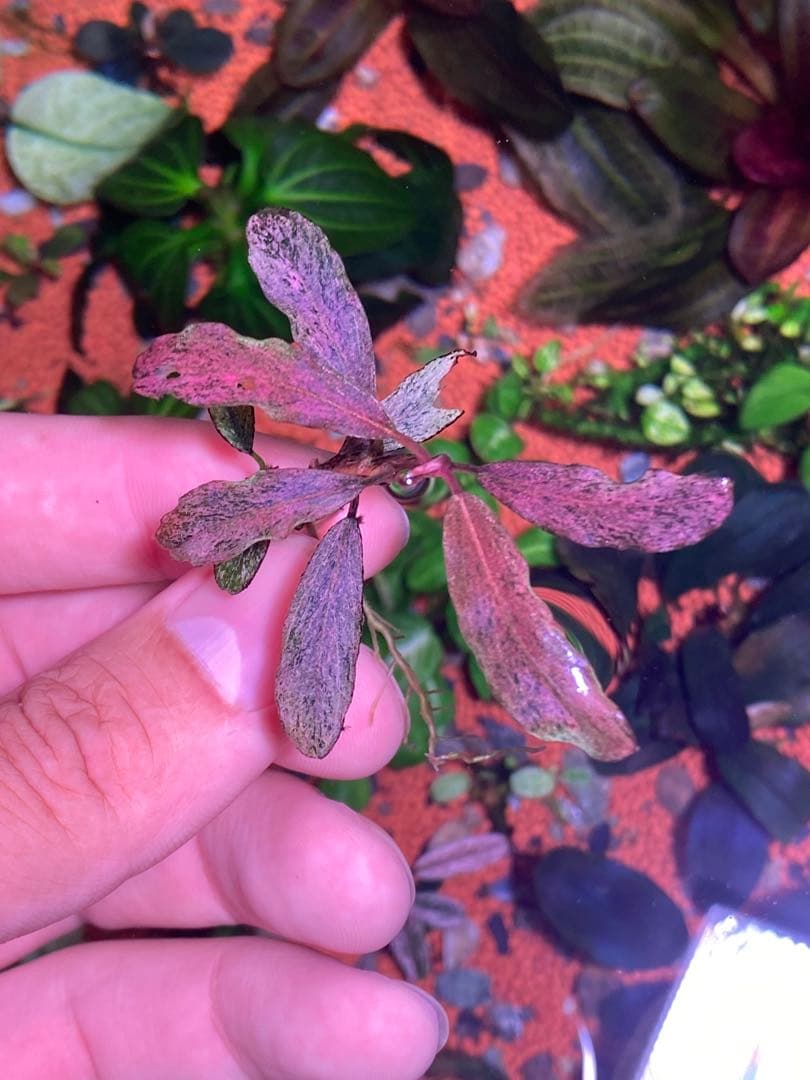 ブセファランドラｓｐ. ピンクバリエガータ斑入り