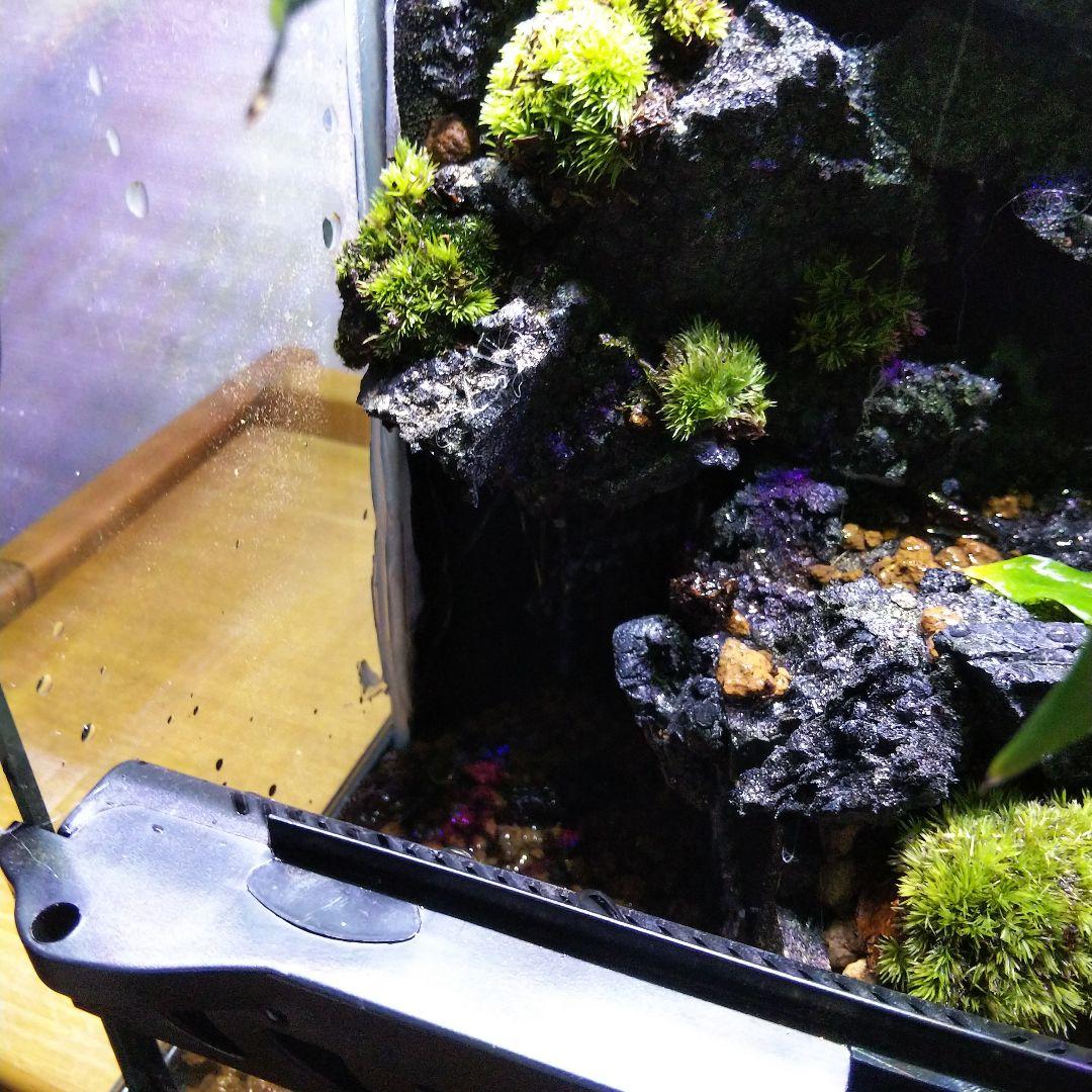 【オーダーメイド】滝のあるアクアテラリウム