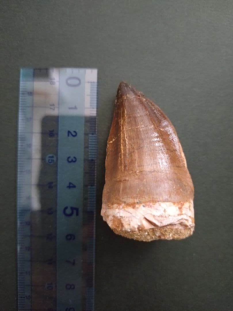 【特大本物】モロッコ産モササウルス（プログナソドン）の歯の化石　約5.5×3cm