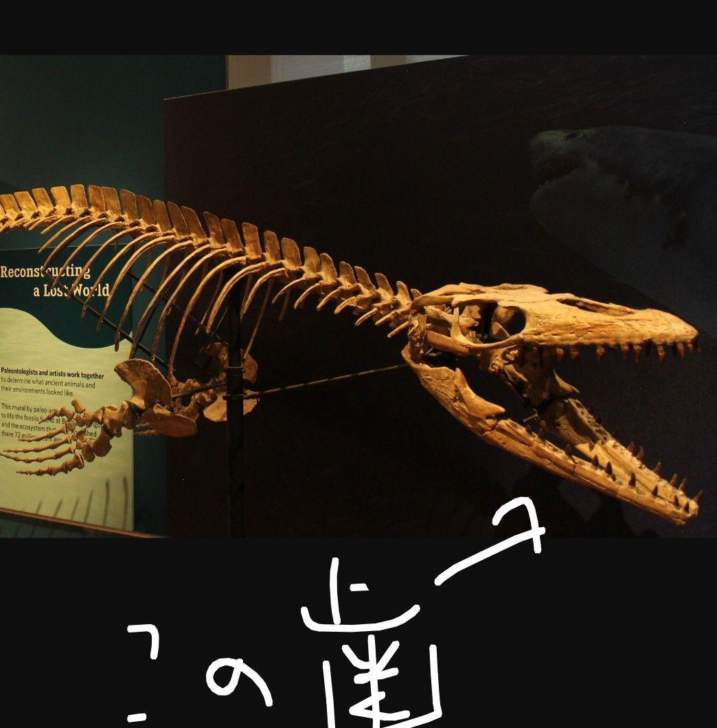 【特大本物】モロッコ産モササウルス（プログナソドン）の歯の化石　約5.5×3cm