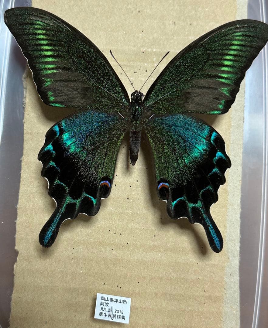 ミヤマカラスアゲハ　標本　採取品