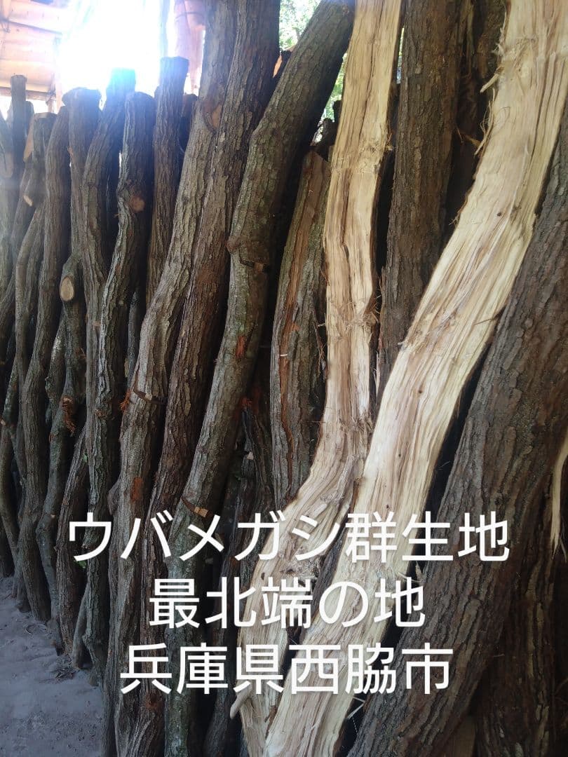 とりとり備長炭　荒１５キロ