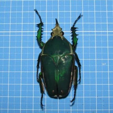 カメルーン産 奇色 トルクアタ イマキュリコリス 60mm