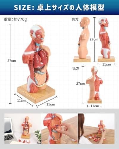 AKIYOMARU ソフトな質感で15分解できる卓上サイズの人体解剖模型 人体模