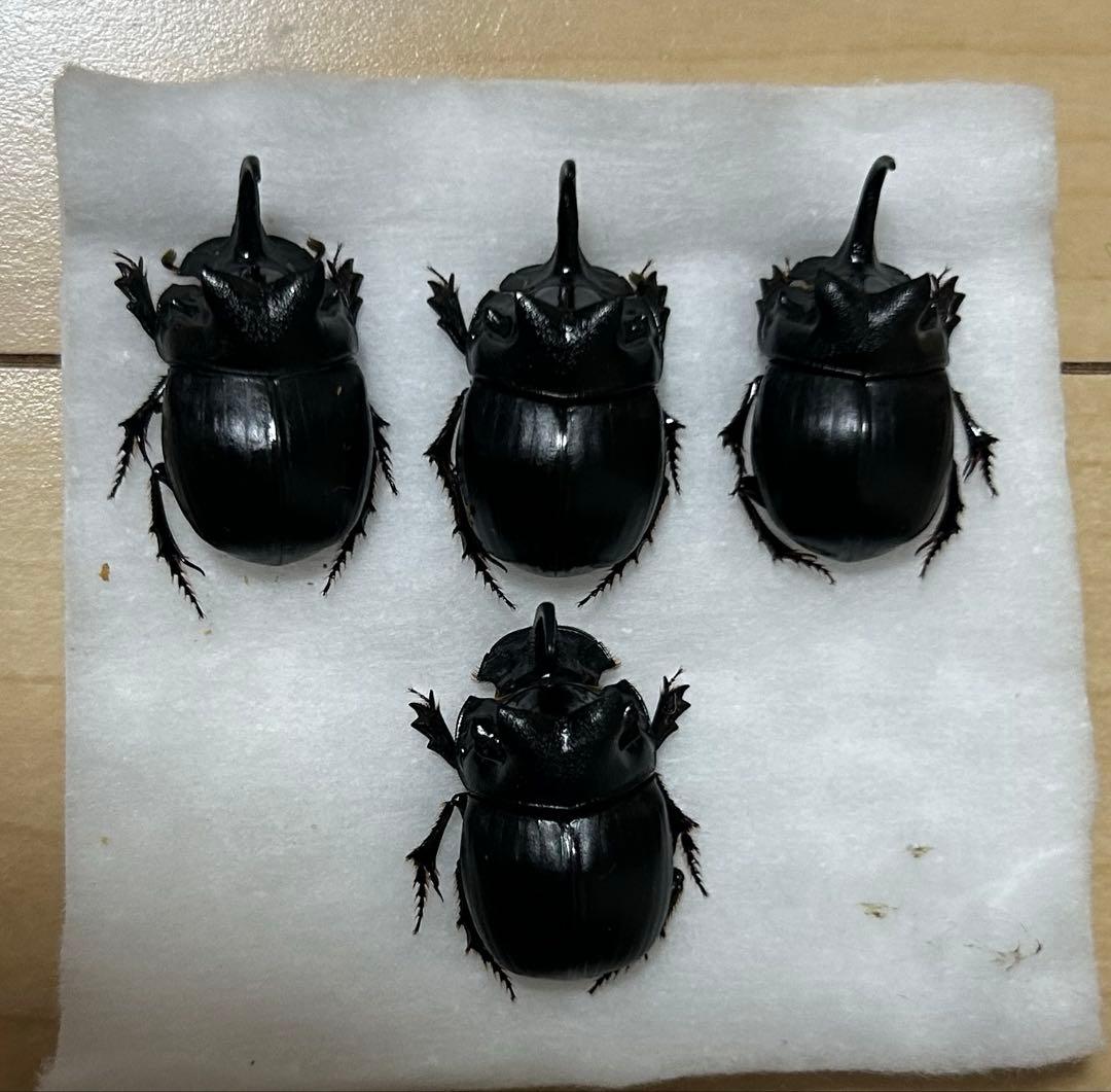 専用　標本　ダイコクコガネ　4頭