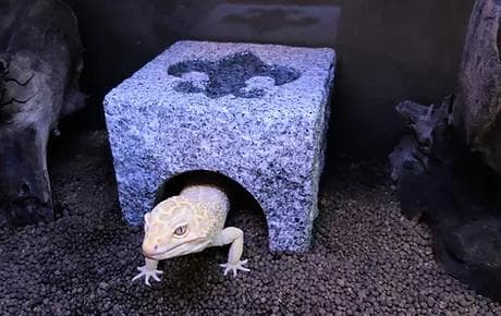 爬虫類　月と太陽　角型シェルター　24