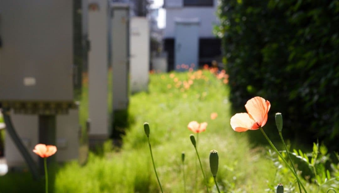 WT様　CANON　EOS 20D ダブルレンズ⚡️初心者⚡️超望遠　キャノン