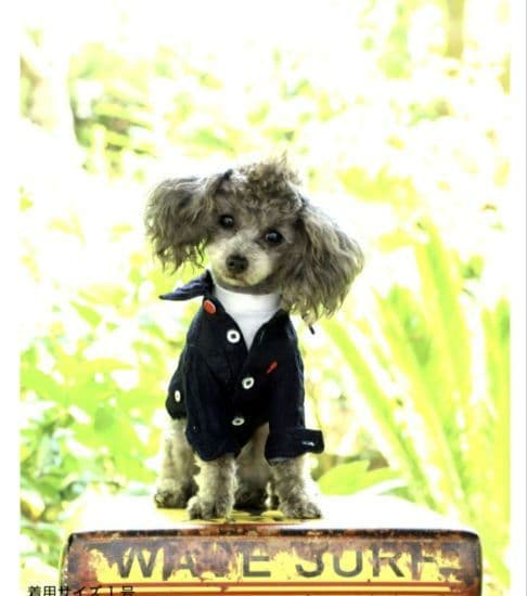 新品未使用　アトリエgg　アトリエジジ　ブルーデイズ　インディゴ　Wガーゼシャツ