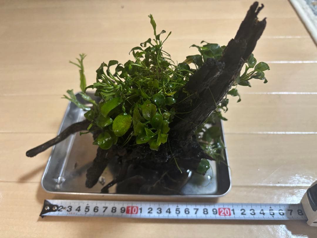 アヌビアスナナプチとミクロソリウム付き流木