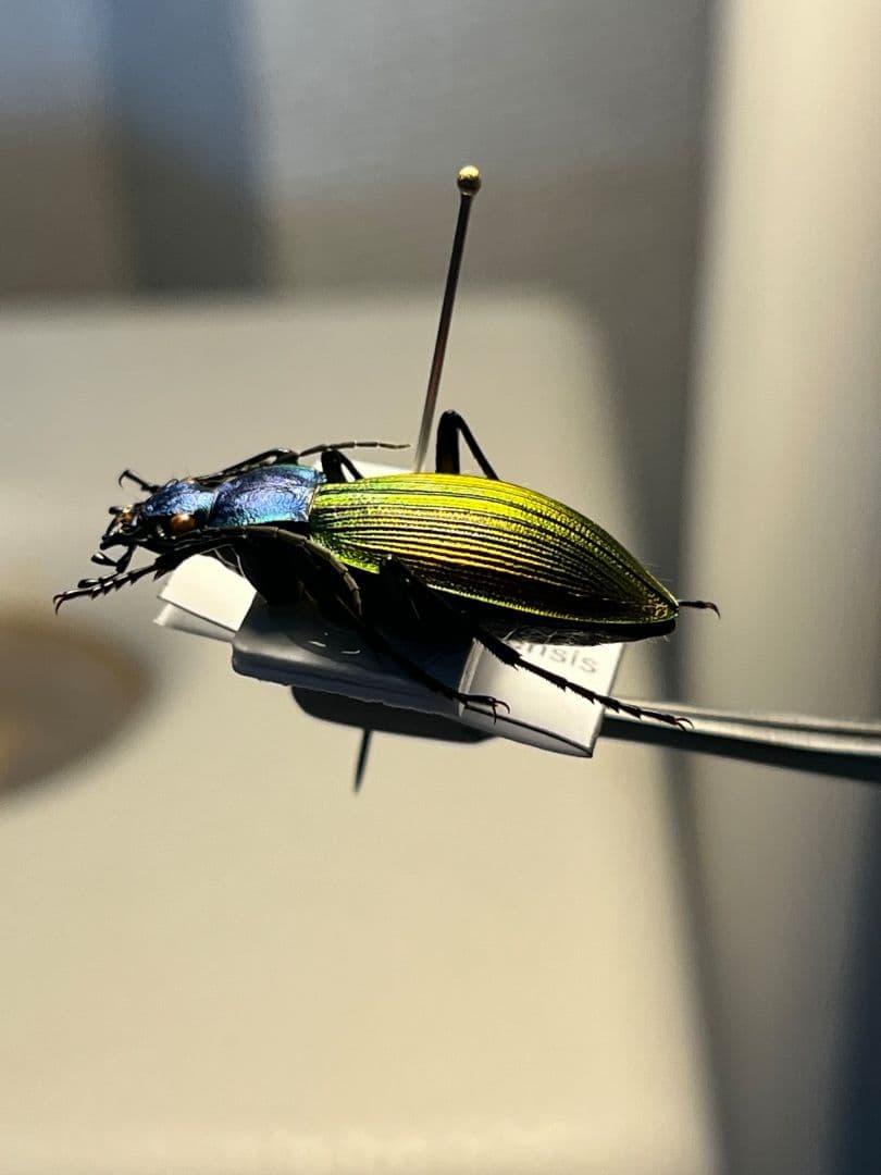 【極美個体】チリオサムシ標本 Ceroglossus chilensis