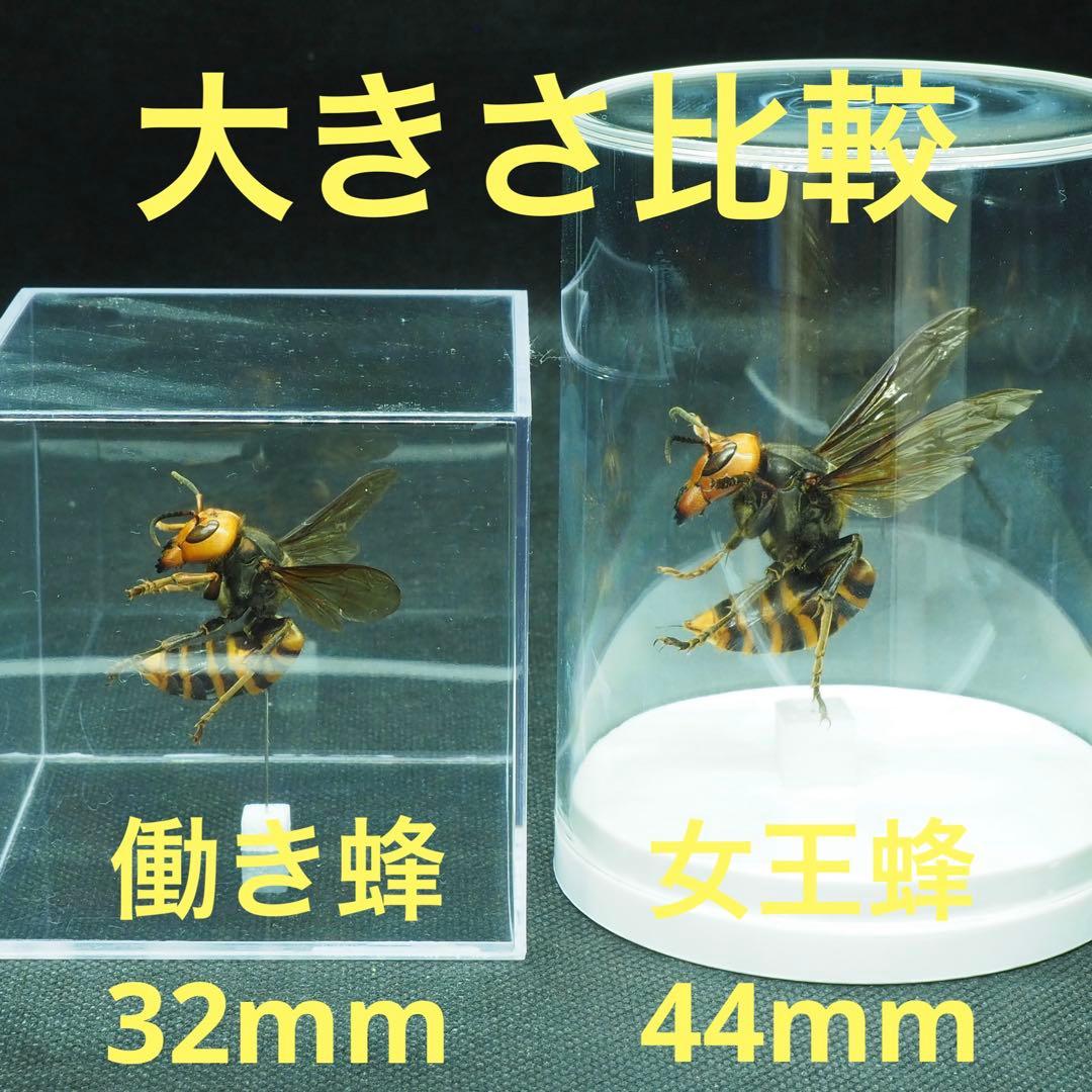 オオスズメバチ　女王蜂　立体標本2501