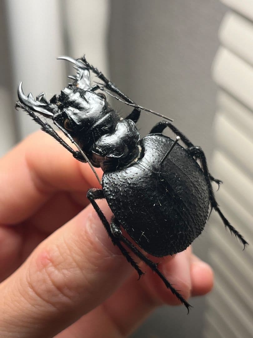 【52mm♀】オオエンマハンミョウ Manticora 昆虫標本