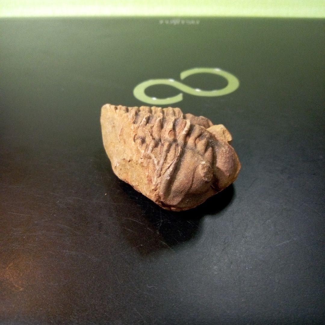 三葉虫　化石　fossil　ボリビア産　トライロバイト　Fossil番号③