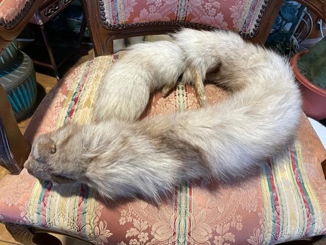 クリーム色のファーコート