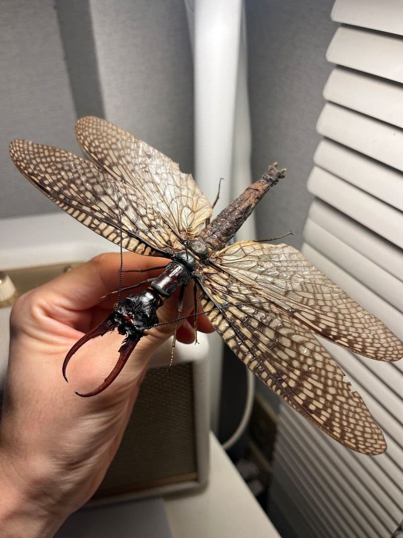 【巨大紅牙】オオキバヘビトンボ オオアゴヘビトンボ 昆虫標本 標本