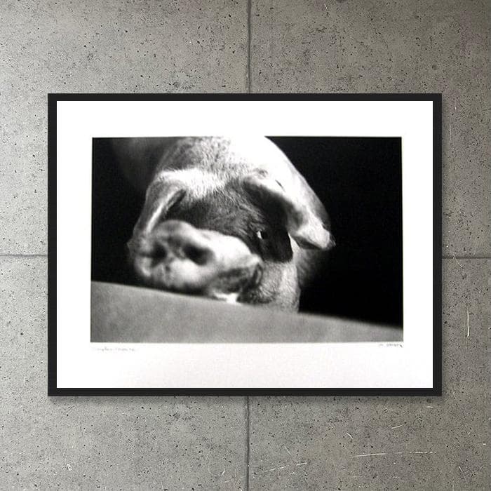 額装品/Animal I/マキシムゴダール/限定65枚/サイン・ナンバリング入/