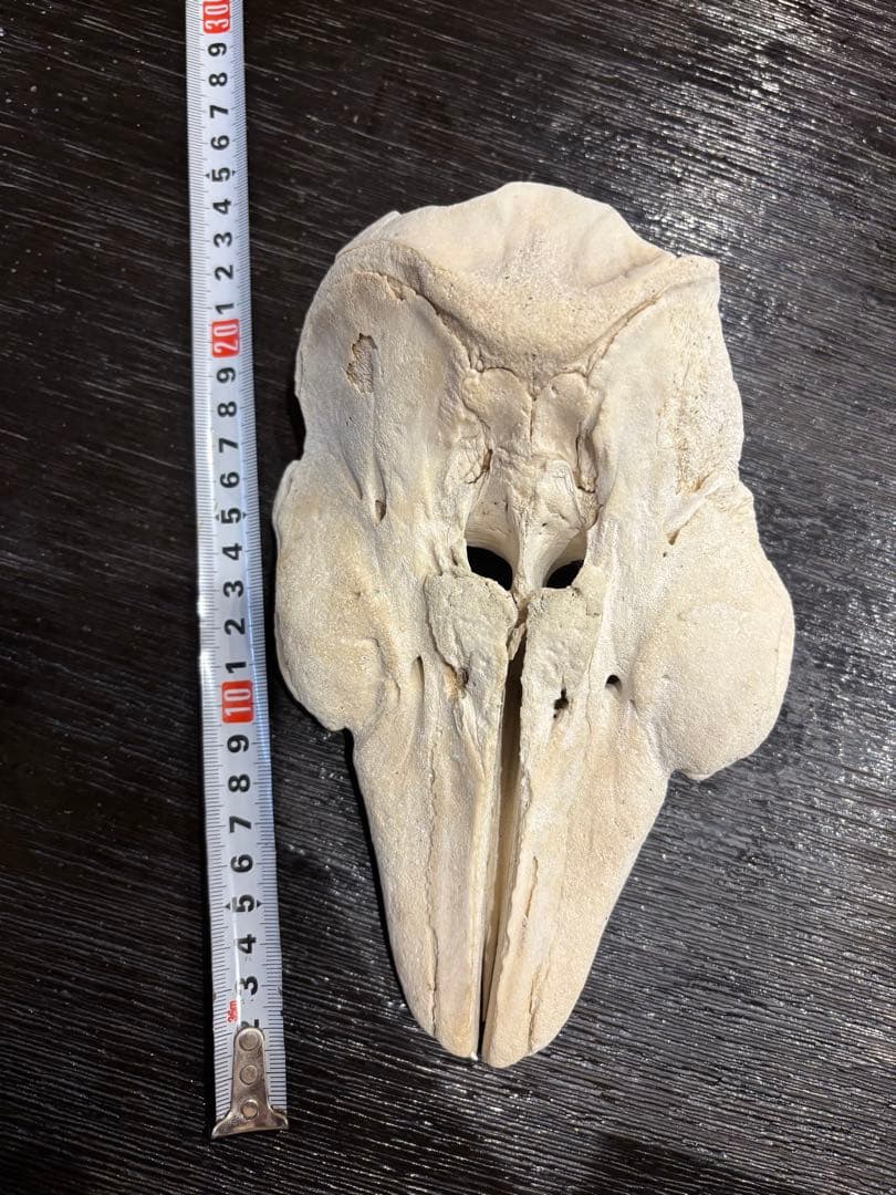 イルカ　クジラ　標本 約20cm 詳細な骨構造