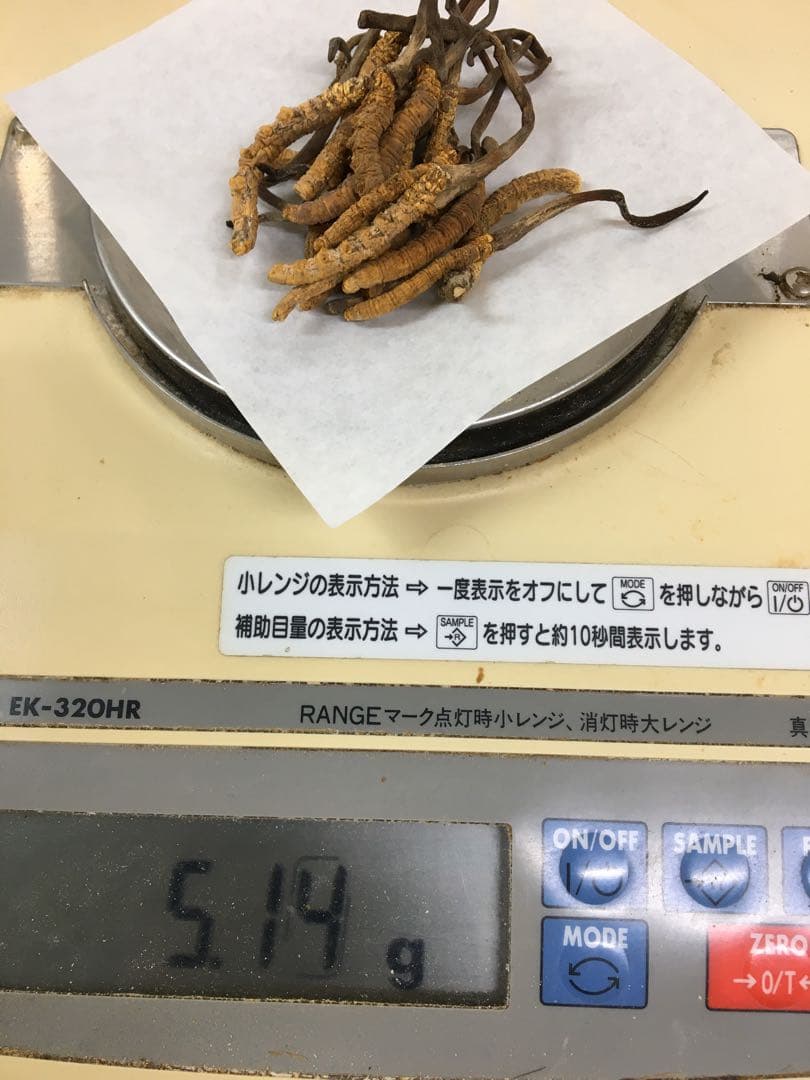 冬虫夏草 標本 アンティークガラス薬瓶入り5.14g