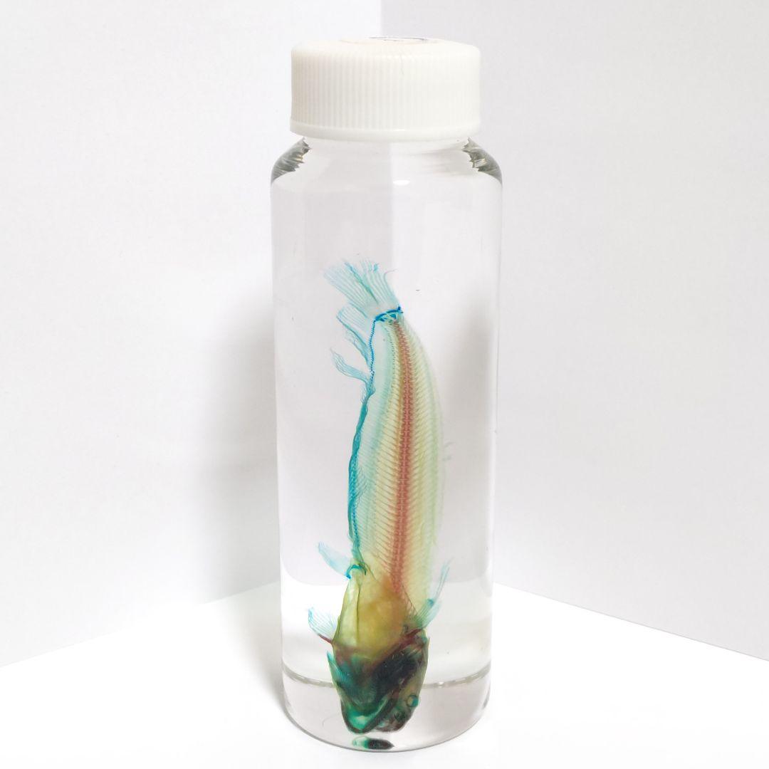 【良品】新世界透明標本 -ナマズ-