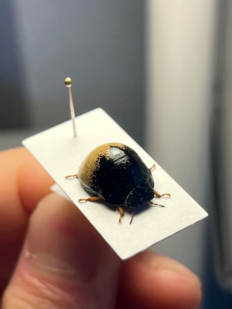 【♀】クワガタマルカメムシ 昆虫標本 ゾウムシ ハムシ フンチュウ タマムシ