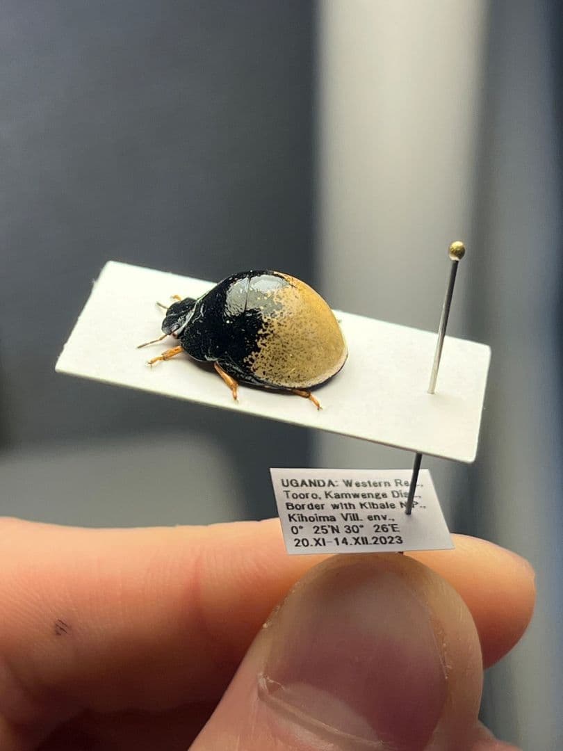 【♀】クワガタマルカメムシ 昆虫標本 ゾウムシ ハムシ フンチュウ タマムシ