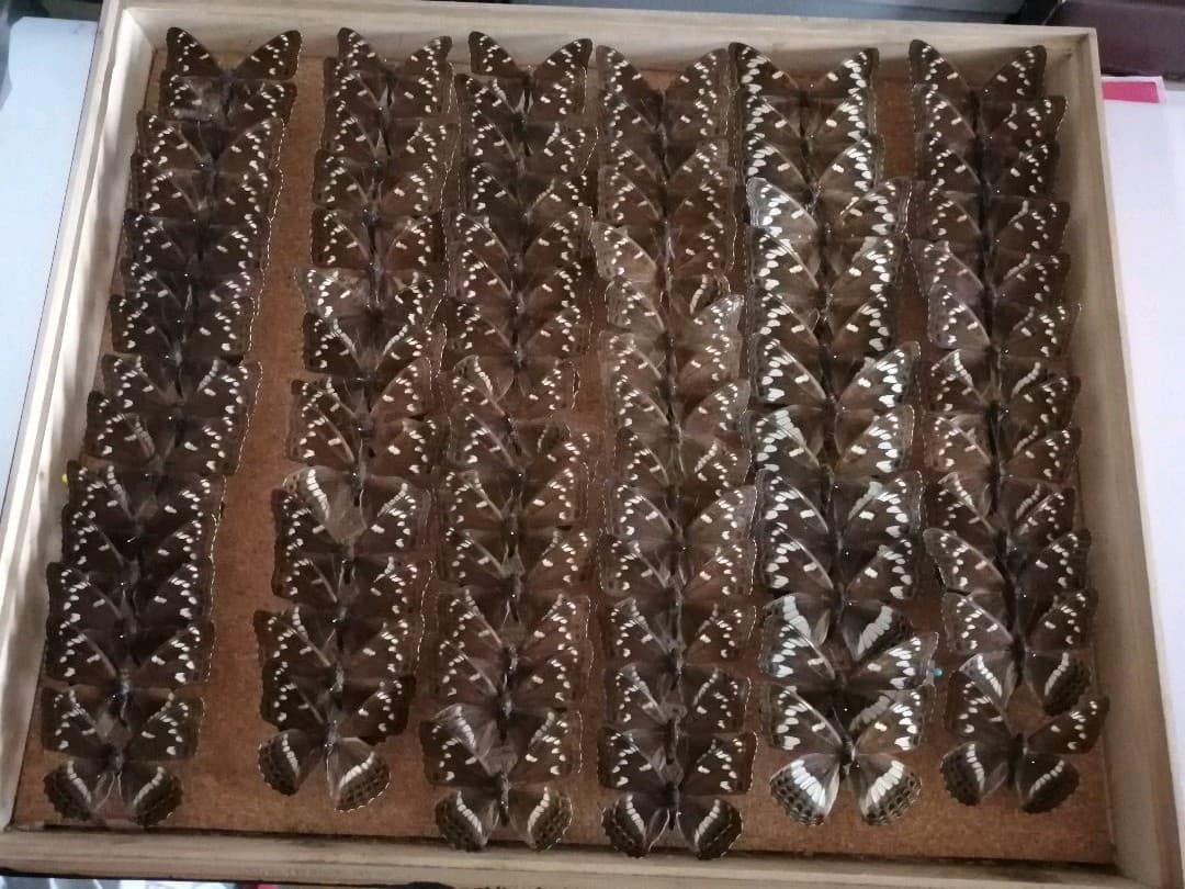 値下げ！ オオイチモンジ 北海道産 雄 × 雌 セット