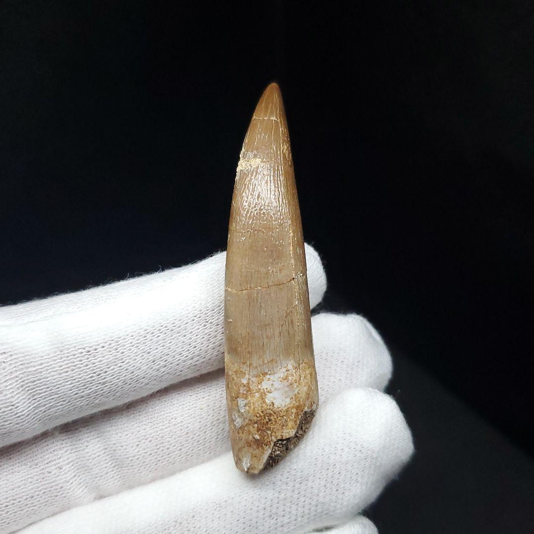 プレシオサウルス 化石 歯 本物 モロッコ産 56.5mm ケース付 pr109
