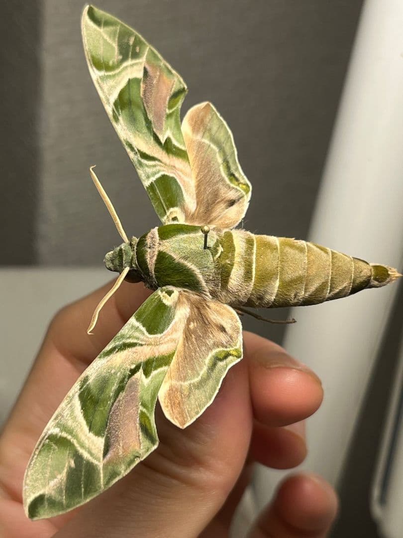 キョウチクトウスズメ 夾竹桃雀蛾 Daphnis nerii 蛾標本 蝶標本