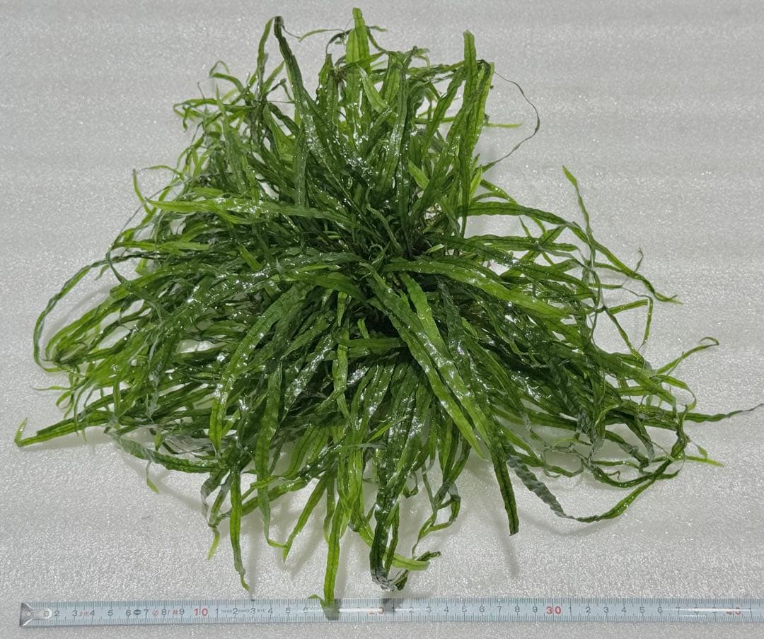 ミクロソリウム　ナローリーフ　超大型株