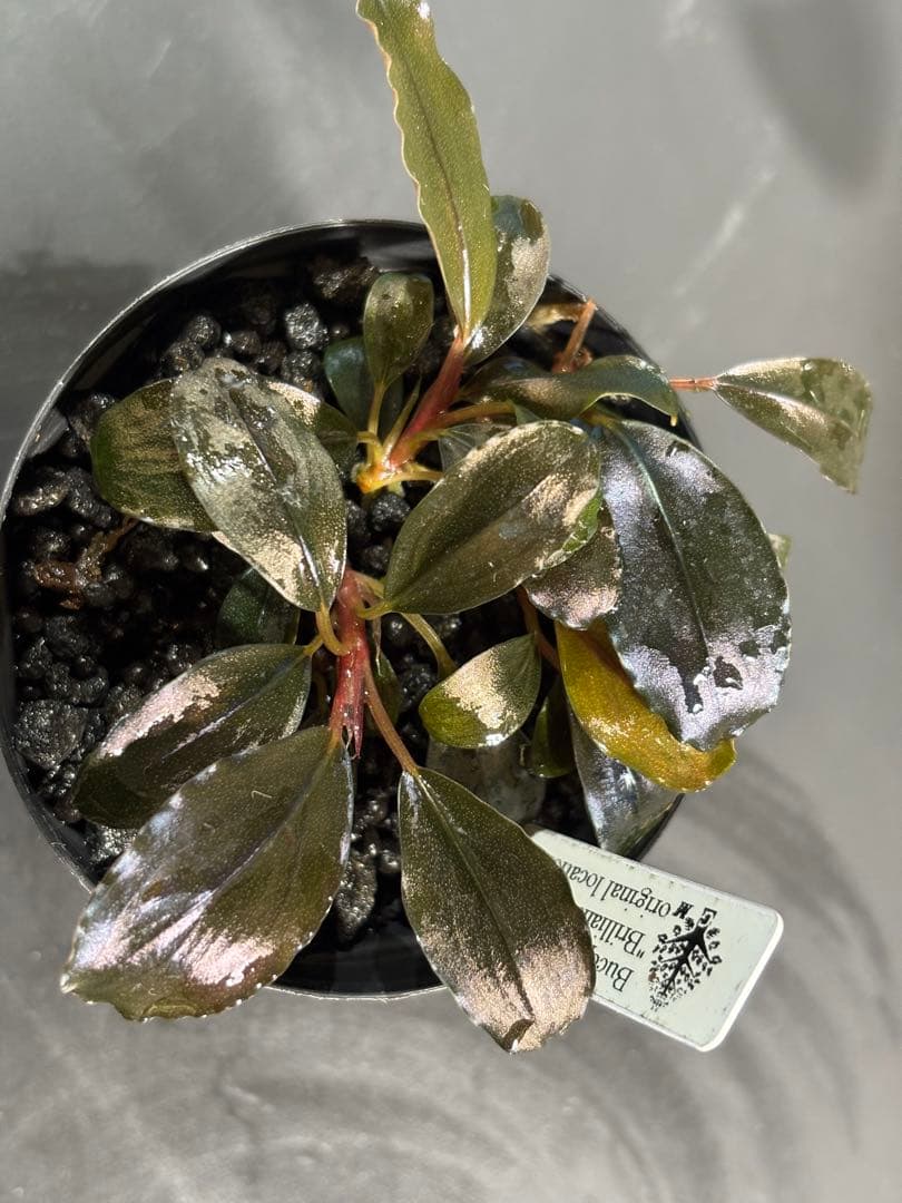 水草 Bucephalandra sp.Brilliant Red