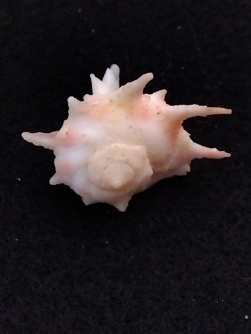 timakiboraさま専用　ヒメカセンなど３種