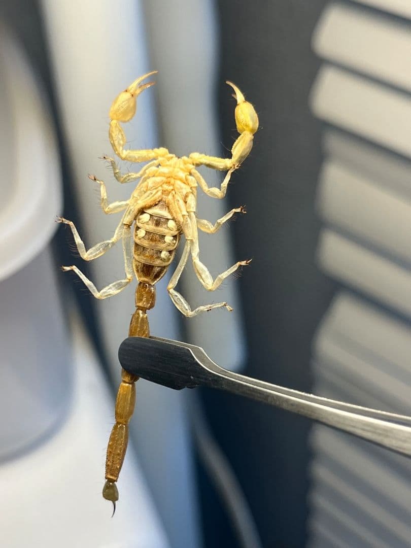 【標本】バーグサンドスイマースコーピオン