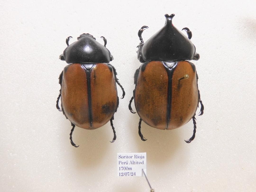 ペルー産　特大　フンボルトヒナカブト　45mm39mm ペア