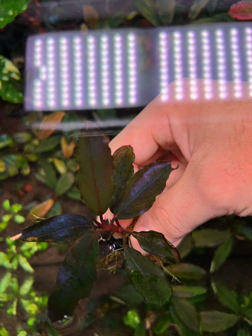 水草 Bucephalandra sp. Galaxy Purple
