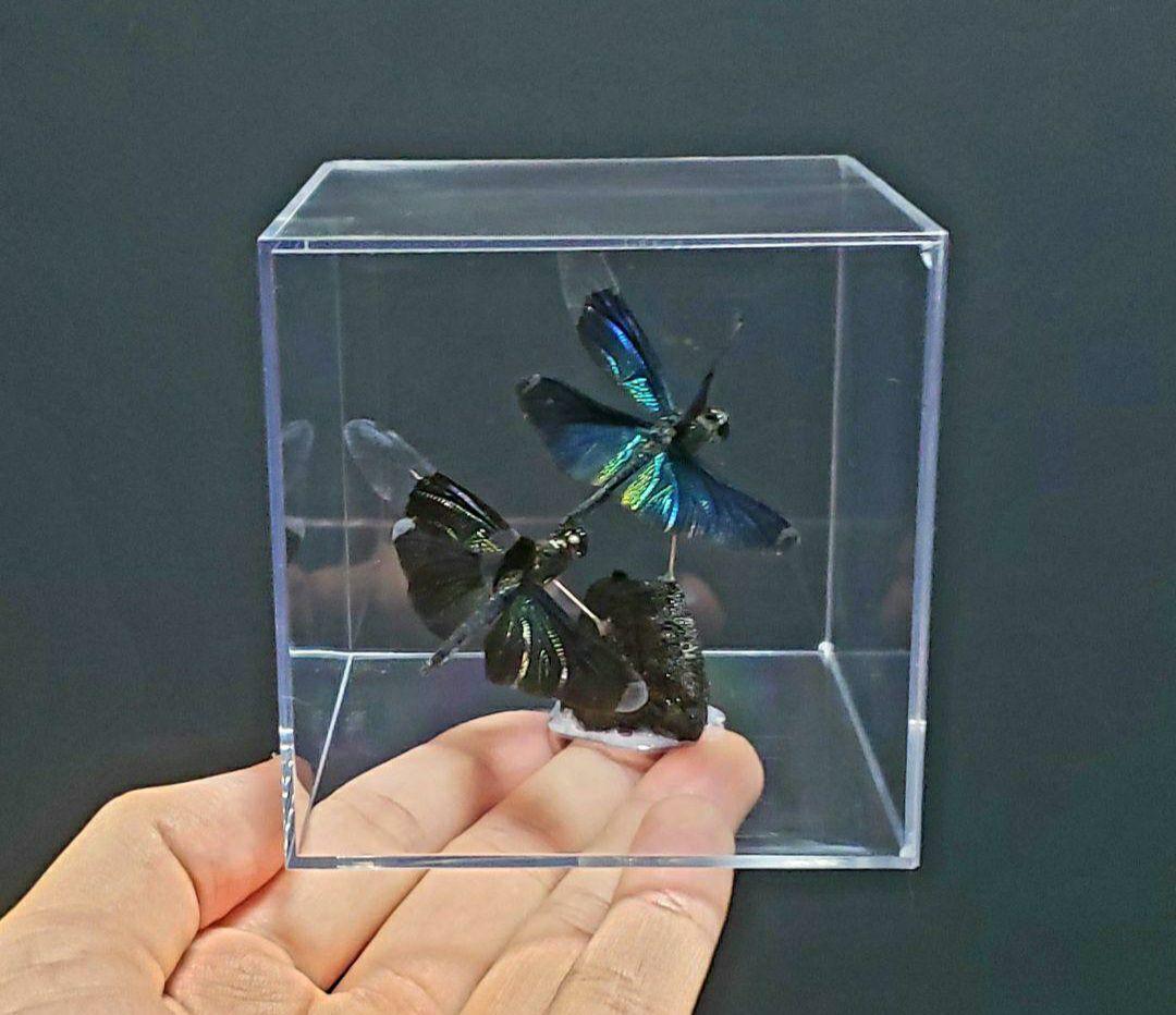 くなりみい出品 立体標本6点