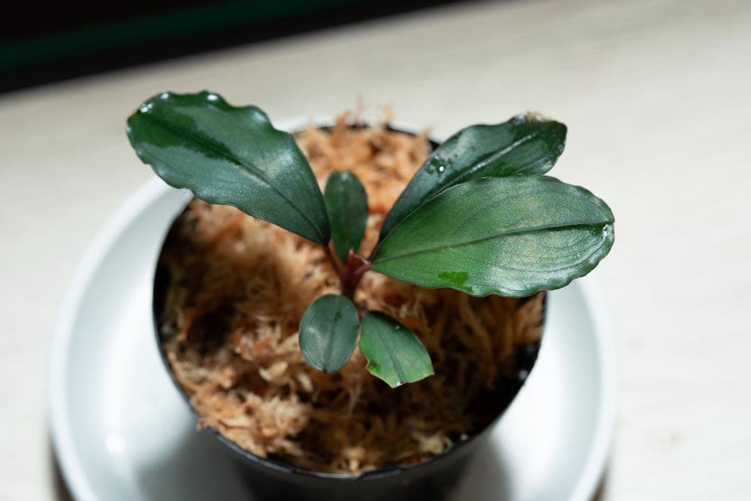 Bucephalandra sp.オリーバ とアンダーレッド