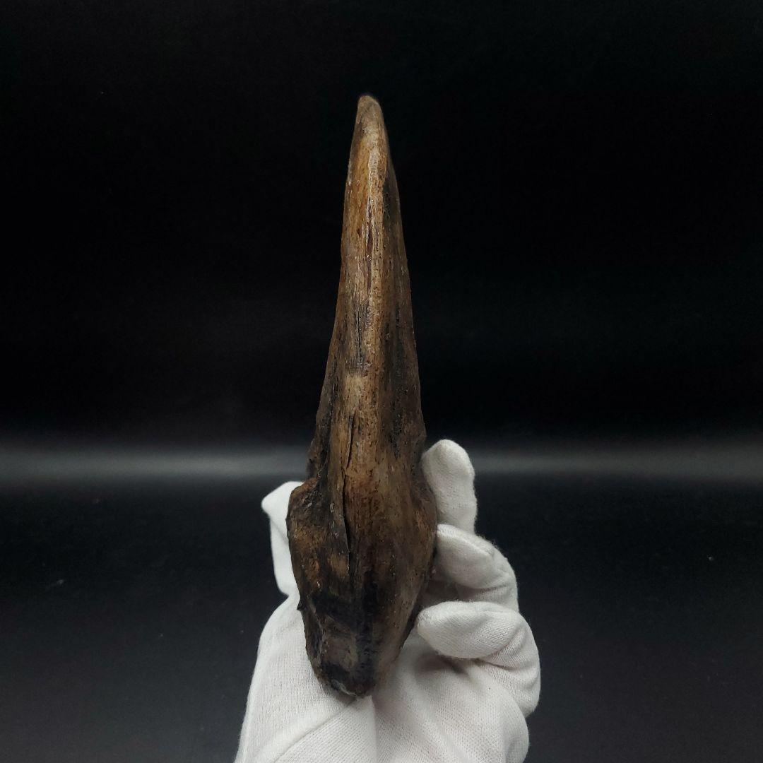 アロサウルス 爪 化石 レプリカ 約176.63mm  arr16