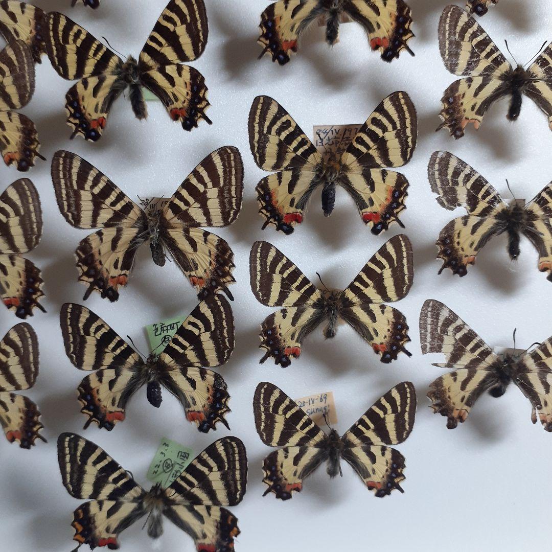 蝶標本　ギフチョウ、ヒメギフチョウ等４種100頭、大型ドイツ標本箱二箱入りセット