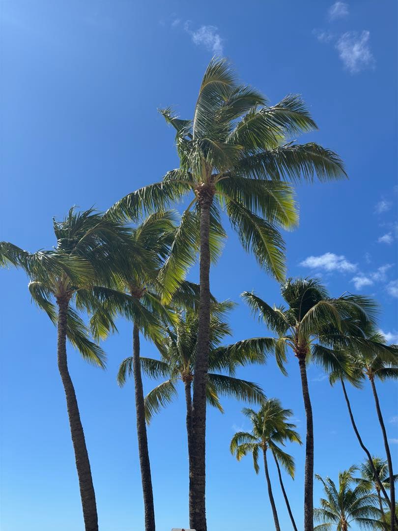 美品 iPhone 15Pro 256GB AppleCare付(10/31まで