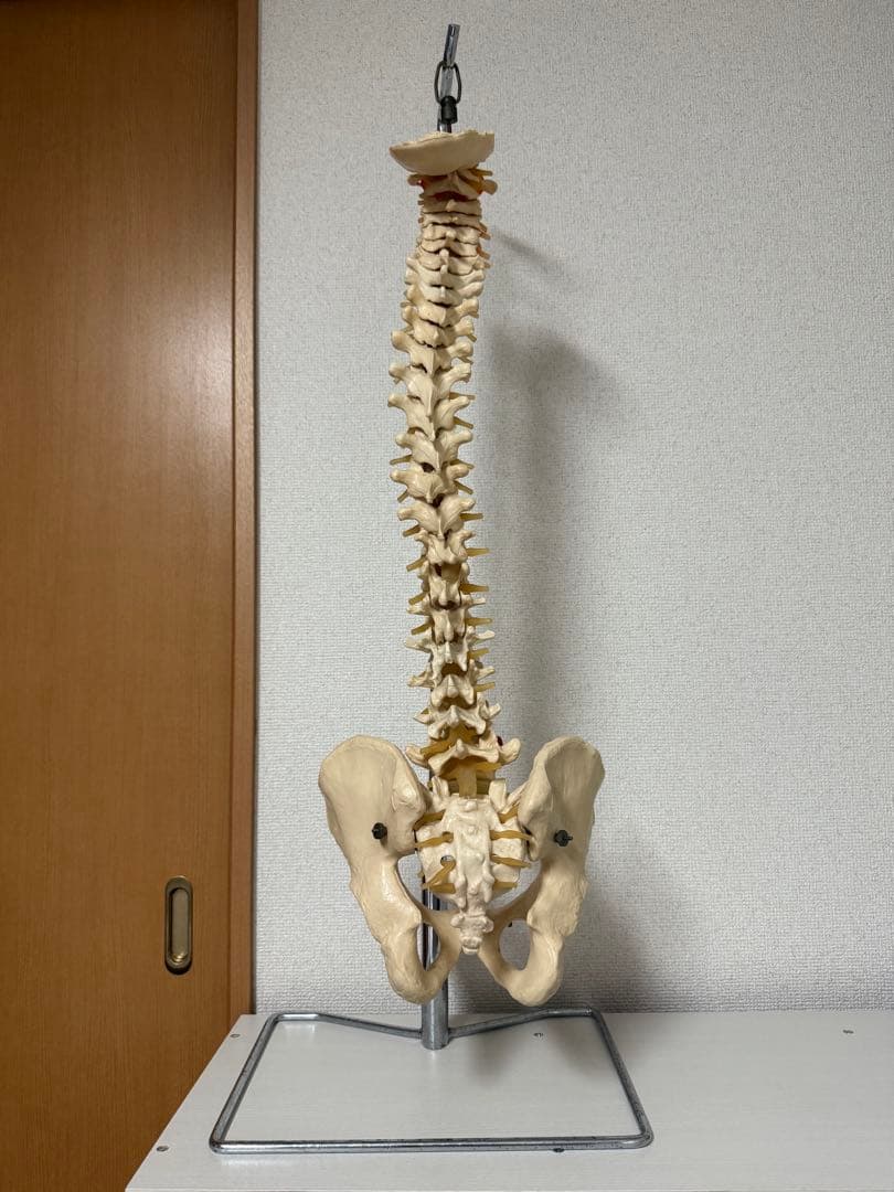 脊椎模型 スタンド付き 赤い椎間板