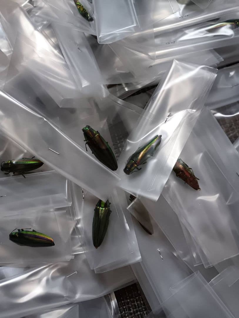 ヤマトタマムシ昆虫標本 90匹セット