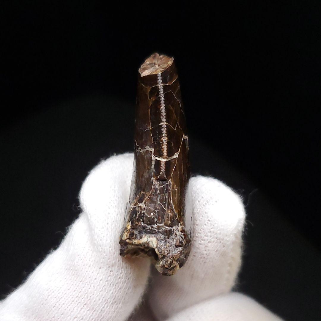 アベリサウルス 歯 化石 本物 モロッコ産 39.26mm fr102