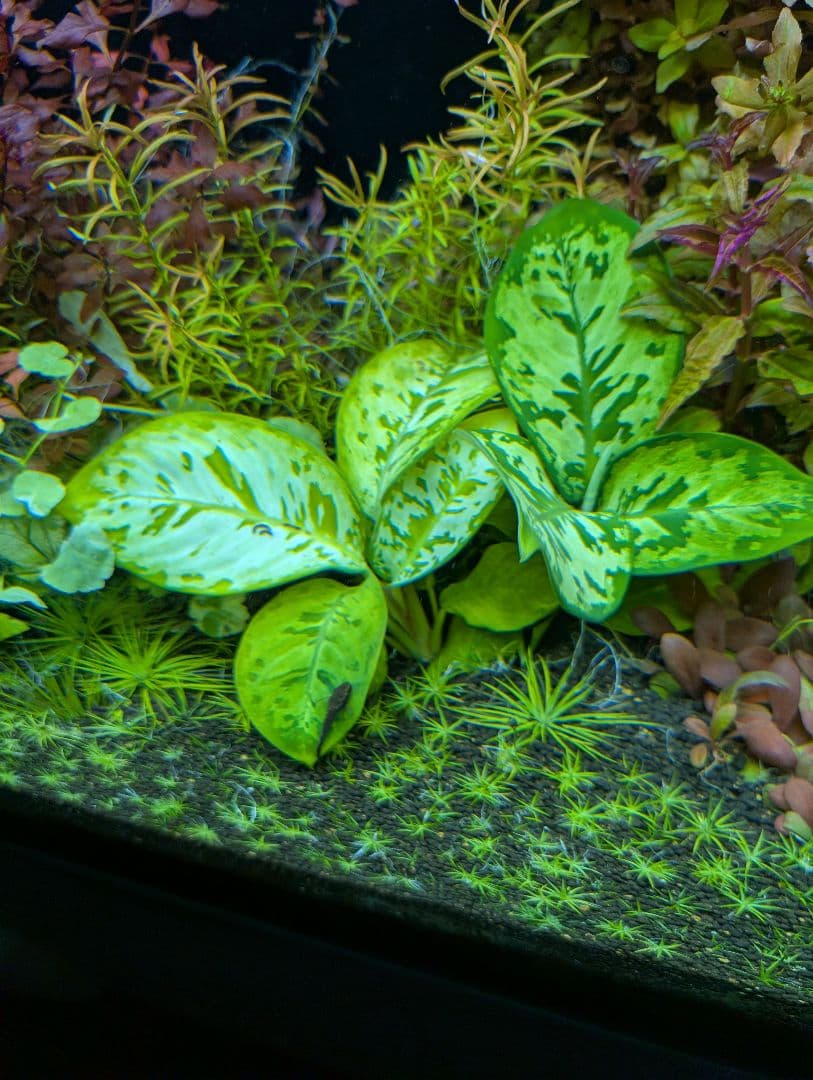 メルカリ便　camouflage　water　plant水中葉1株
