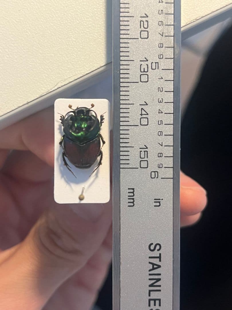 【14mm♂】緑シカツノエンマコガネ フンチュウ糞虫昆虫標本