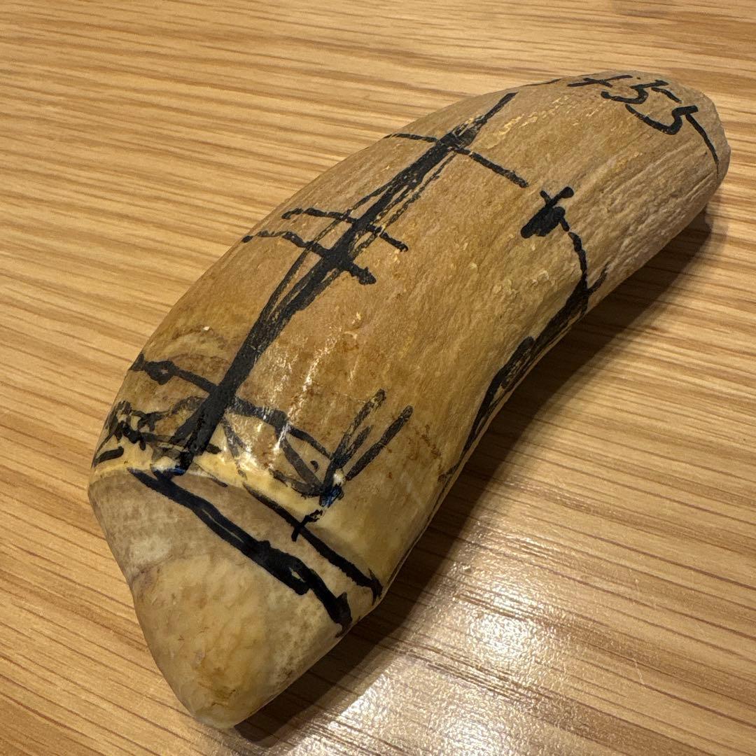 マッコウクジラの歯 382g 鯨牙 鯨歯 歯牙 天然素材 歯 印材