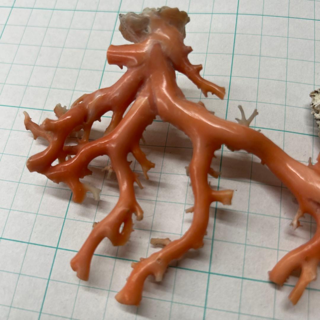 ピンク珊瑚の原木　タツキ